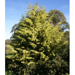 ciprés - Cupressus Glabra