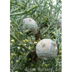 ciprés - Cupressus Glabra