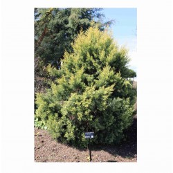 ciprés - Cupressus Glabra