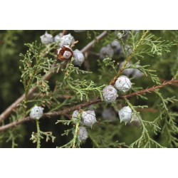 Cupressus Lusitanica - Ciprés mexicano o cedro blanco