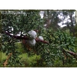 Cupressus Lusitanica - Ciprés mexicano o cedro blanco