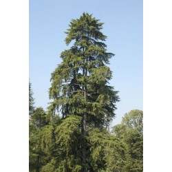 Cupressus Lusitanica - Ciprés mexicano o cedro blanco