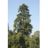 Cupressus Lusitanica - Ciprés mexicano o cedro blanco