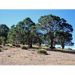 Pinus Cembroides -  Piñon mexicano