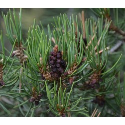 Pinus Cembroides -  Piñon mexicano