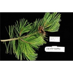 Pinus Cembroides -  Piñon mexicano