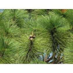 Pinus Oocarpa - Pino amarillo o avellano