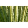 Cycas Revoluta - Palma Sago