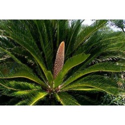 Cycas Revoluta - Palma Sago