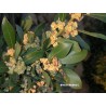 Laurel noble - Laurus Nobilis