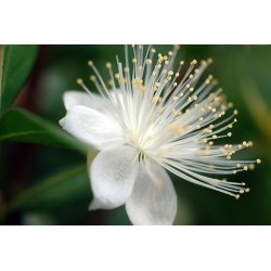 Arrayán - Myrtus Communis