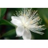 Arrayán - Myrtus Communis