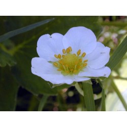 Fragaria × Ananassa - Fresa de huerto