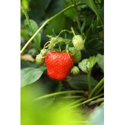 Fragaria × Ananassa - Fresa de huerto