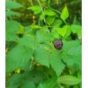 Rubus Leucodermis - Frambuesa azul