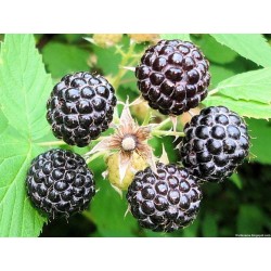 Rubus Leucodermis - Frambuesa azul