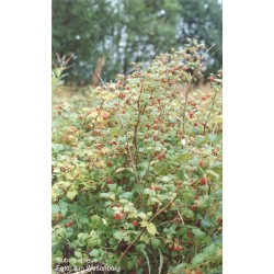 Rubus Idaeus  - Frambuesa