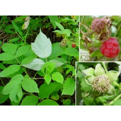 Rubus Idaeus  - Frambuesa