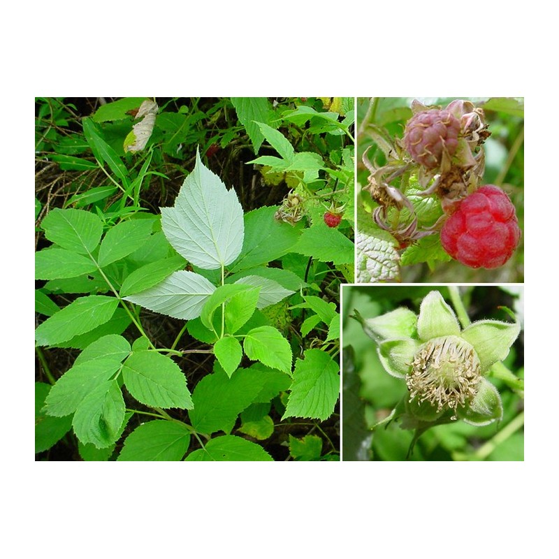 Rubus Idaeus  - Frambuesa