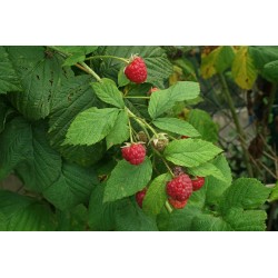 Rubus Idaeus  - Frambuesa