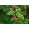 Rubus Idaeus  - Frambuesa