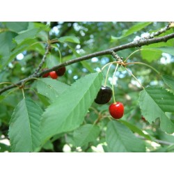 Prunus Avium - Cereza Picota