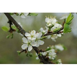 Ciruelo Japonés - Prunus doméstica