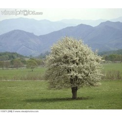 Pyrus Pyrifolia - Peral Japonés - Nashi