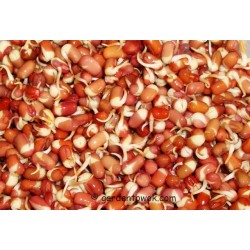 Adzuki o Soya Roja - Vigna Angularis Germinados 100 semillas