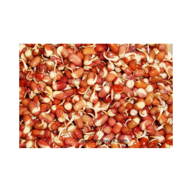 Adzuki o Soya Roja - Vigna Angularis Germinados 100 semillas