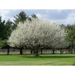 Pyrus Pyrifolia - Peral Japonés - Nashi