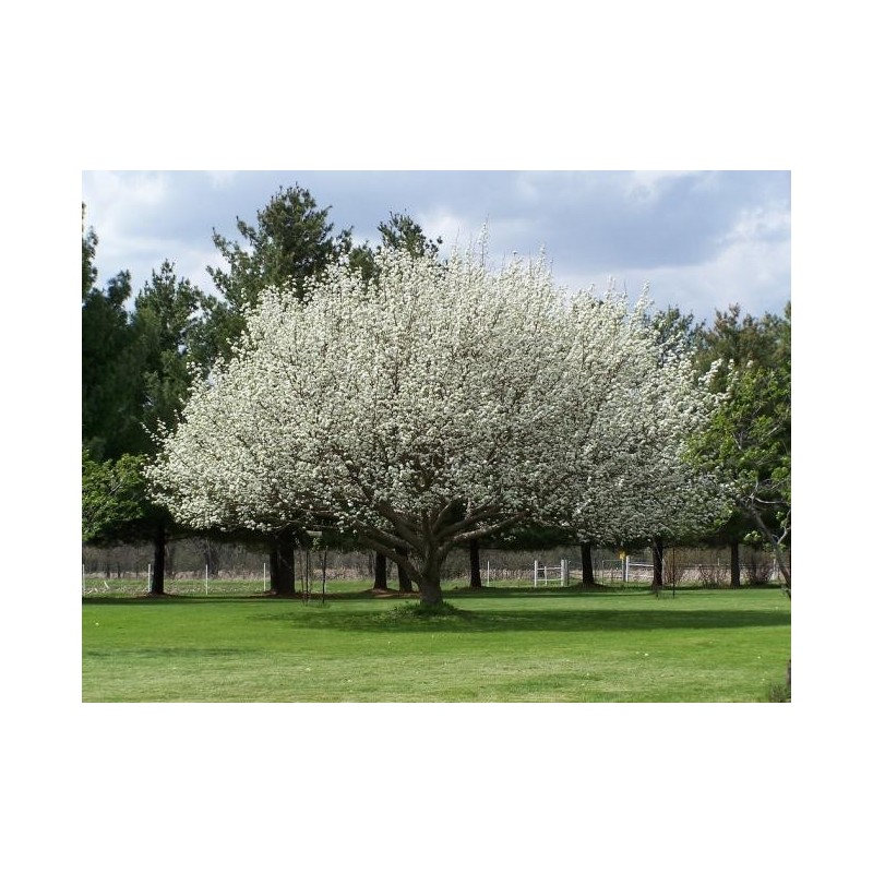 Pyrus Pyrifolia - Peral Japonés - Nashi