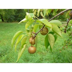 Pyrus Pyrifolia - Peral Japonés - Nashi