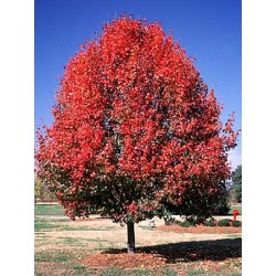 Pyrus Calleryana - Peral de flor