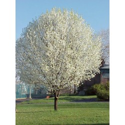 Pyrus Calleryana - Peral de flor