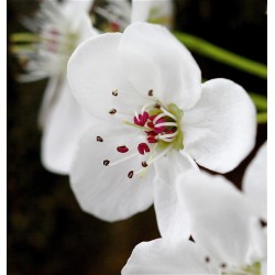 Pyrus Calleryana - Peral de flor