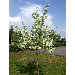 Malus Baccata - Manzano de Siberia