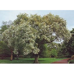 Malus Baccata - Manzano de Siberia