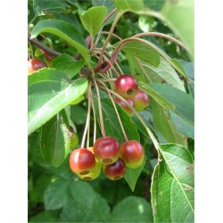 Malus Baccata - Manzano de Siberia