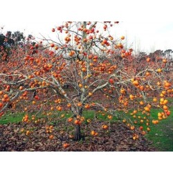 Diospyros Virginiana - Persimmon