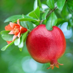 Granada - Árbol Punica Granatum