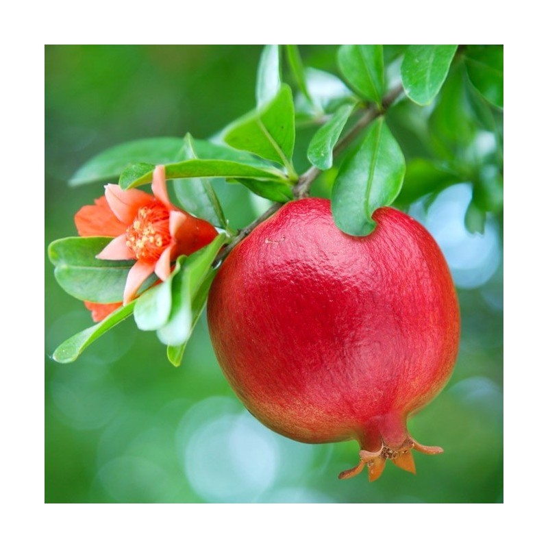 Granada - Árbol Punica Granatum