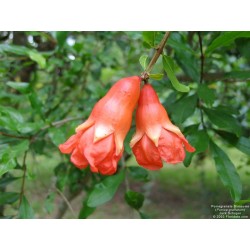 Granada - Árbol Punica Granatum