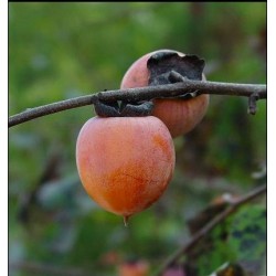 Diospyros Melanoxylon - Ébano de La India