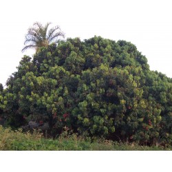 Litchi Chinensis - Lichi . Ciruela de China