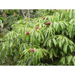 Litchi Chinensis - Lichi . Ciruela de China