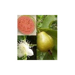 Psidium Guajava - Guayaba