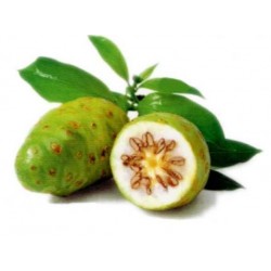 Morinda Citrifolia - Noni