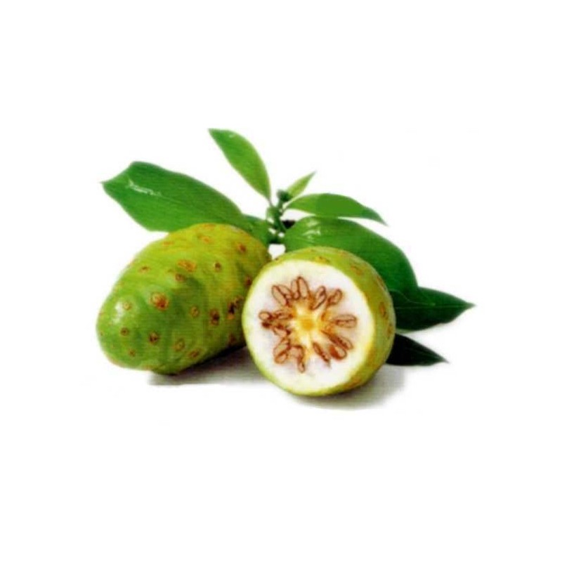 Morinda Citrifolia - Noni