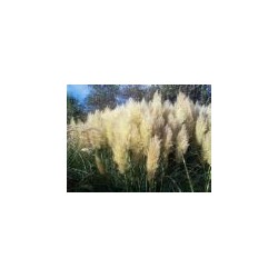 Cortaderia selloana - Hierba de las pampas